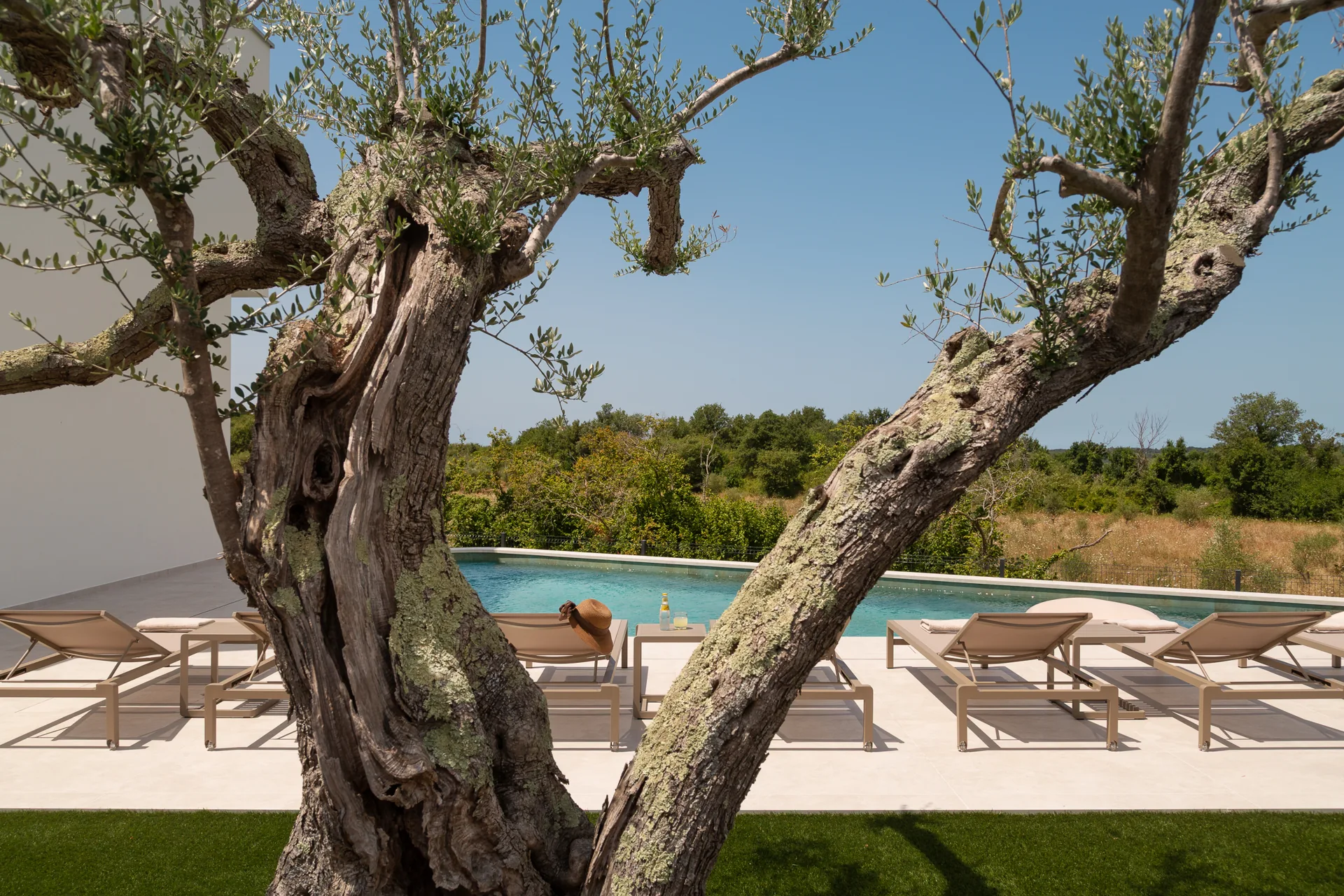 Olive trees and swimming pool at Villa Blek